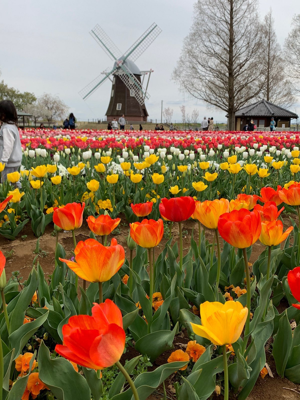🌳 기타카시와 후루사토 공원 이미지 6